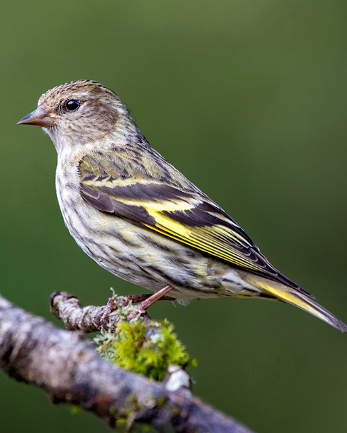 Pine Siskin