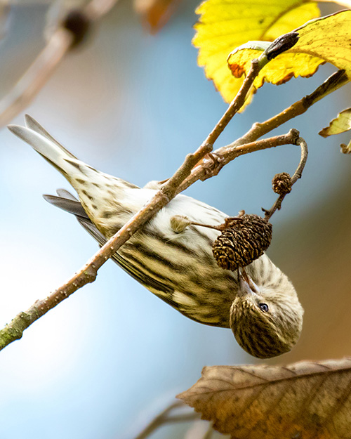 Pine Siskin