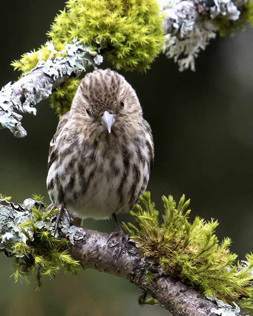 Pine Siskin