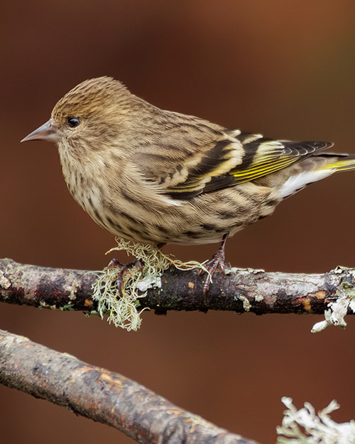 Pine Siskin