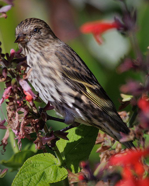 Pine Siskin