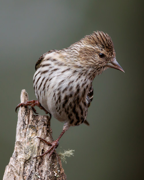 Pine Siskin