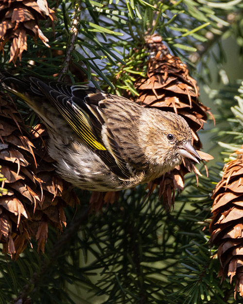 Pine Siskin