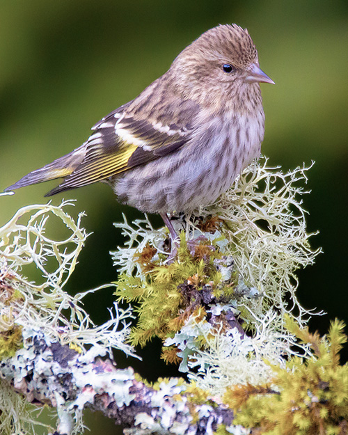 Pine Siskin