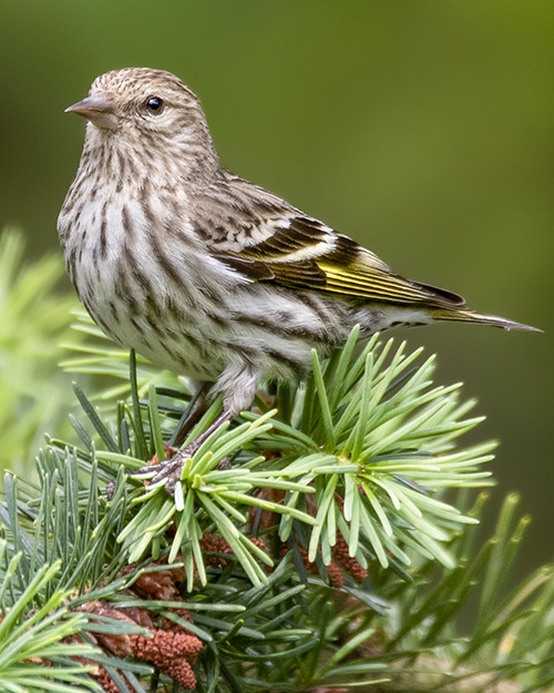 Pine Siskin