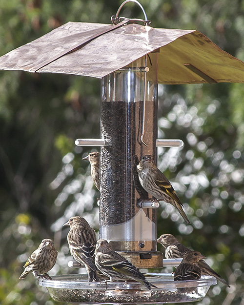 Pine Siskin