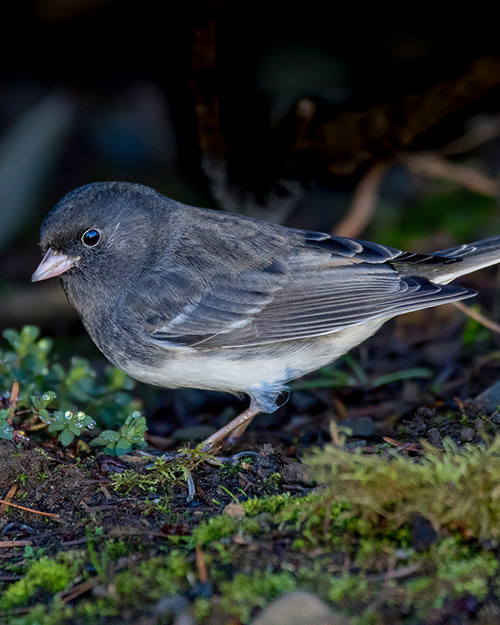 Dark-eyed Junco (Slate-colored)