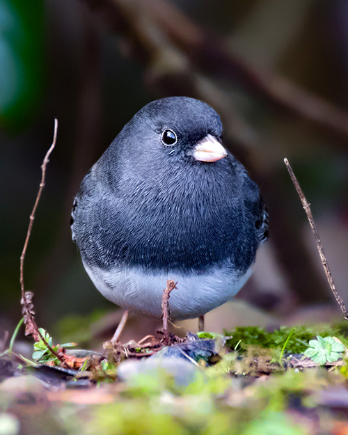 Dark-eyed Junco (Slate-colored)