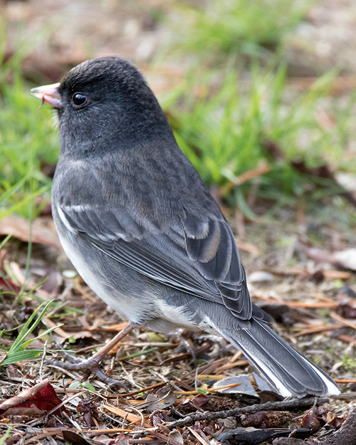 Dark-eyed Junco (Slate-colored)