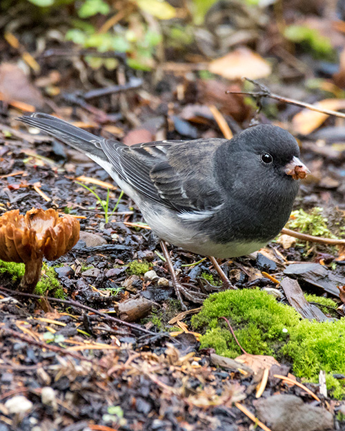 Dark-eyed Junco (Slate-colored)