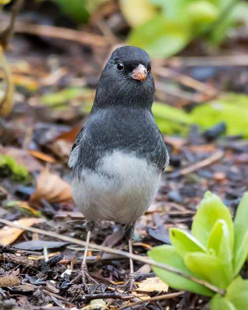 Dark-eyed Junco (Slate-colored)