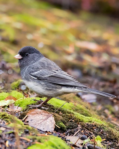 Dark-eyed Junco (Slate-colored)