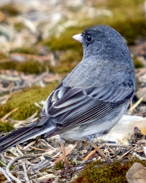 Dark-eyed Junco (Slate-colored)