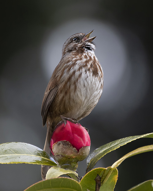 Song Sparrow