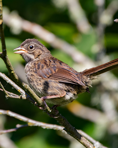 Song Sparrow