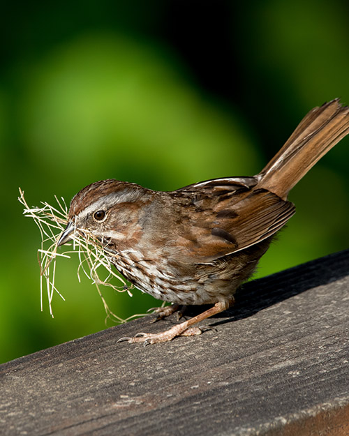 Song Sparrow