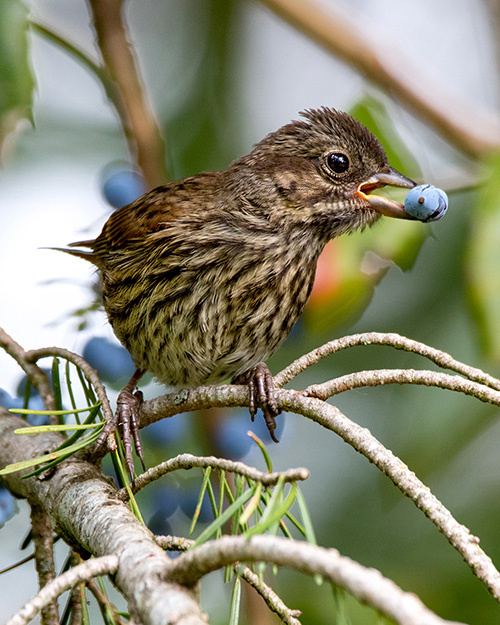 Song Sparrow