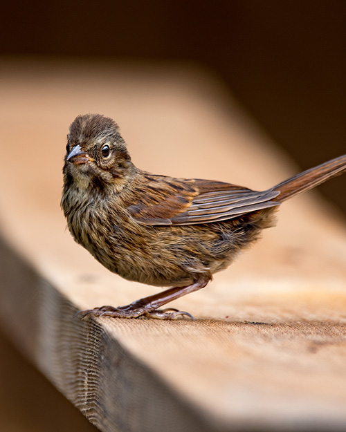 Song Sparrow