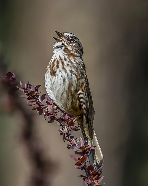 Song Sparrow