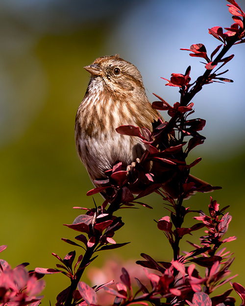 Song Sparrow