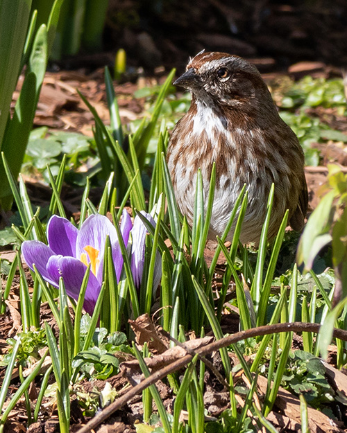 Song Sparrow