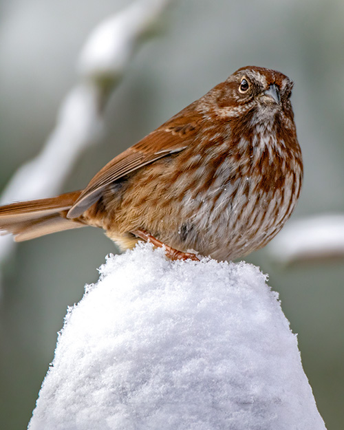 Song Sparrow