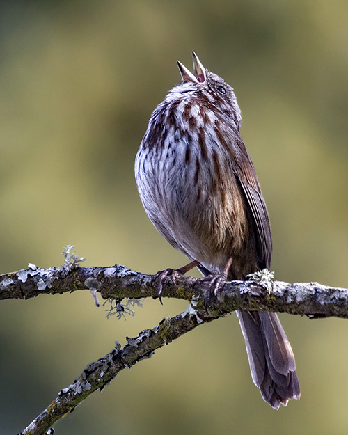 Song Sparrow