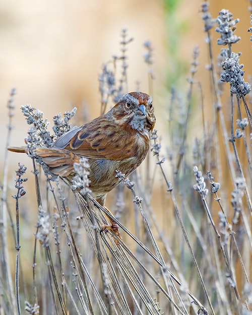 Song Sparrow