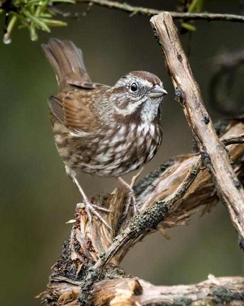 Song Sparrow