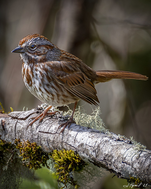 Song Sparrow