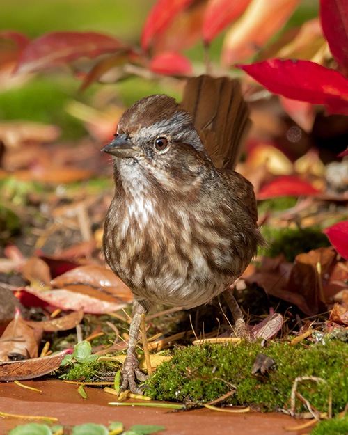 Song Sparrow