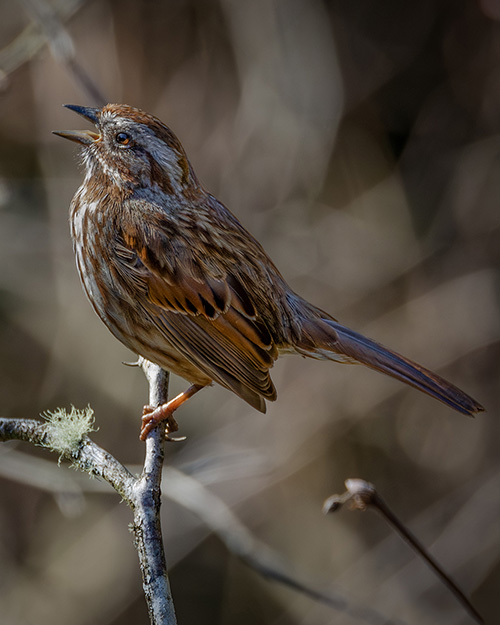 Song Sparrow
