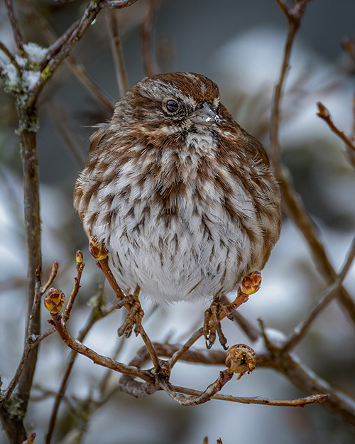 Song Sparrow