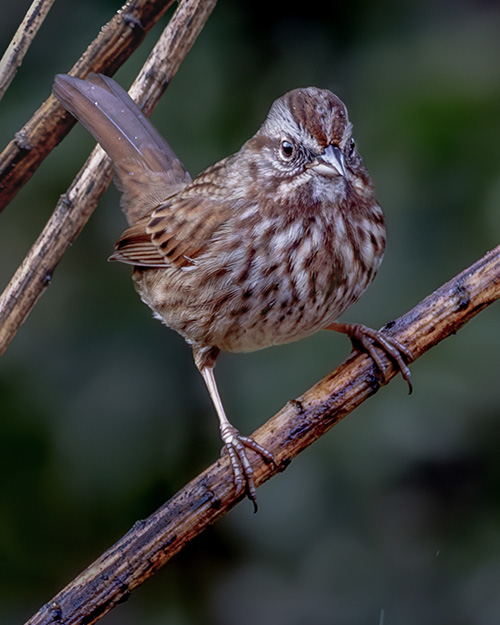 Song Sparrow
