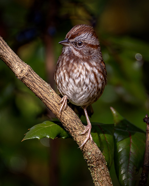 Song Sparrow