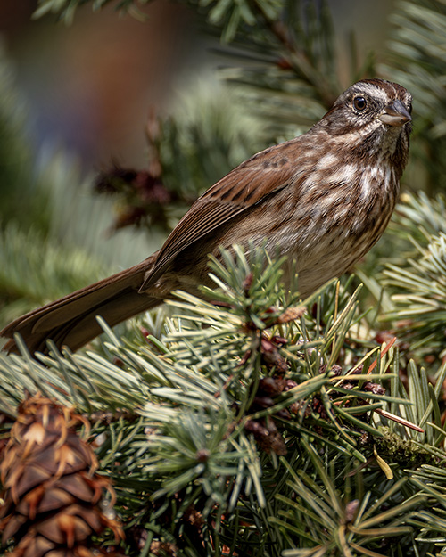 Song Sparrow