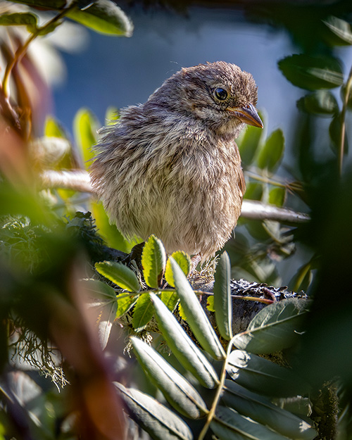 Song Sparrow