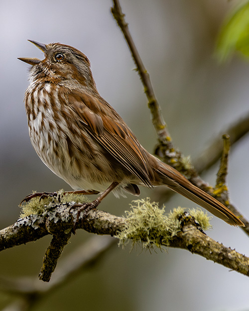 Song Sparrow