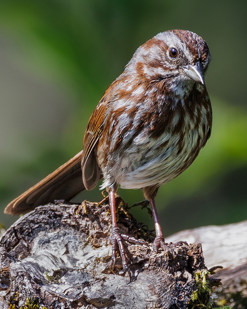 Song Sparrow