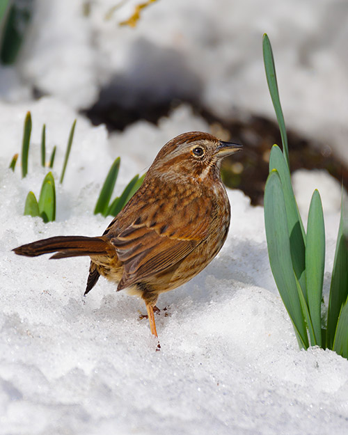 Song Sparrow