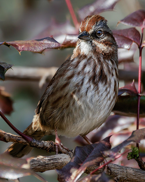 Song Sparrow