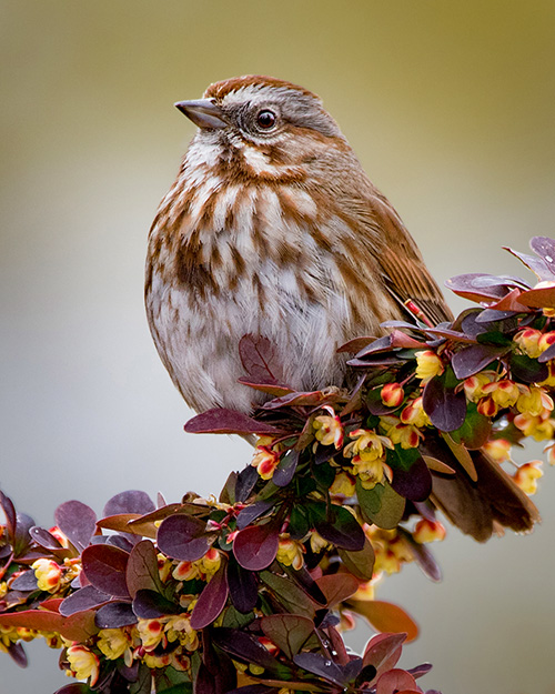 Song Sparrow