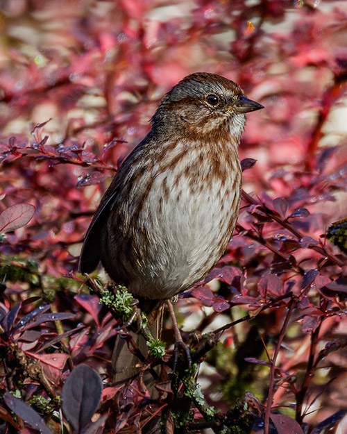 Song Sparrow