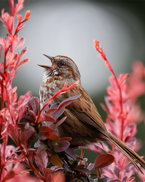 Song Sparrow