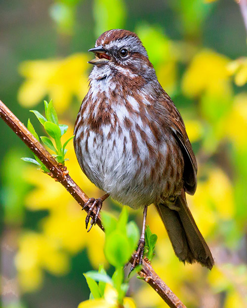 Song Sparrow