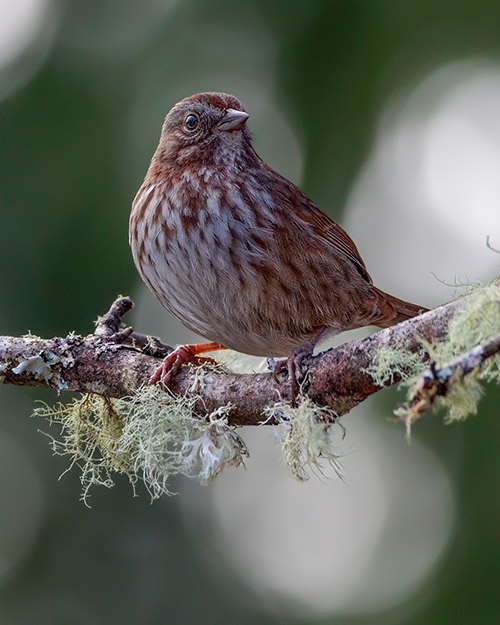 Song Sparrow