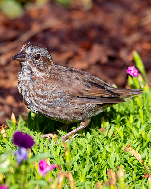 Song Sparrow