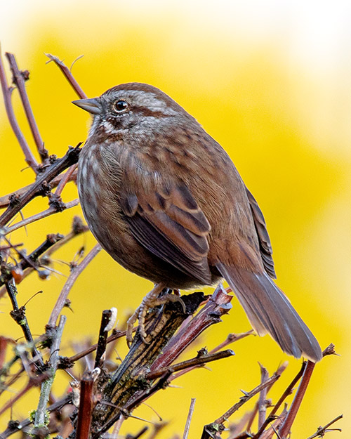 Song Sparrow