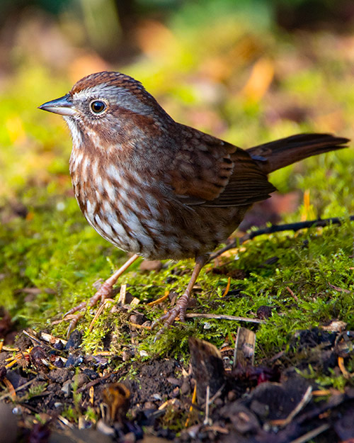 Song Sparrow