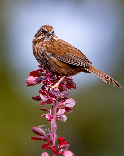 Song Sparrow